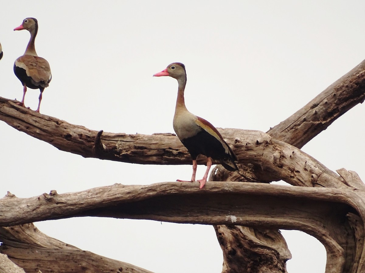 Black-bellied Whistling-Duck - Tomaz Melo