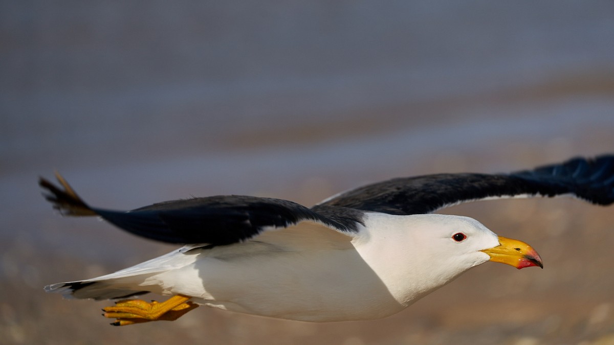 Pacific Gull - Robert Berry