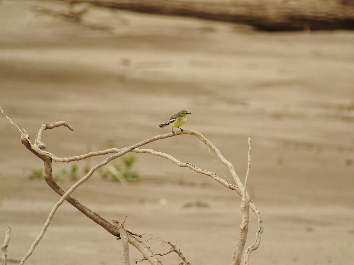 Lesser Wagtail-Tyrant - ML610464139