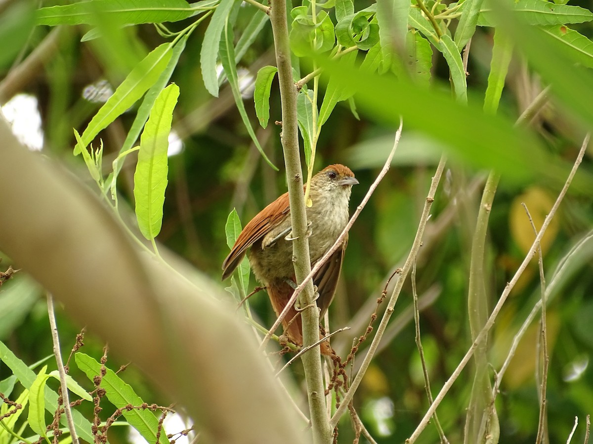 Parker's Spinetail - ML610464183