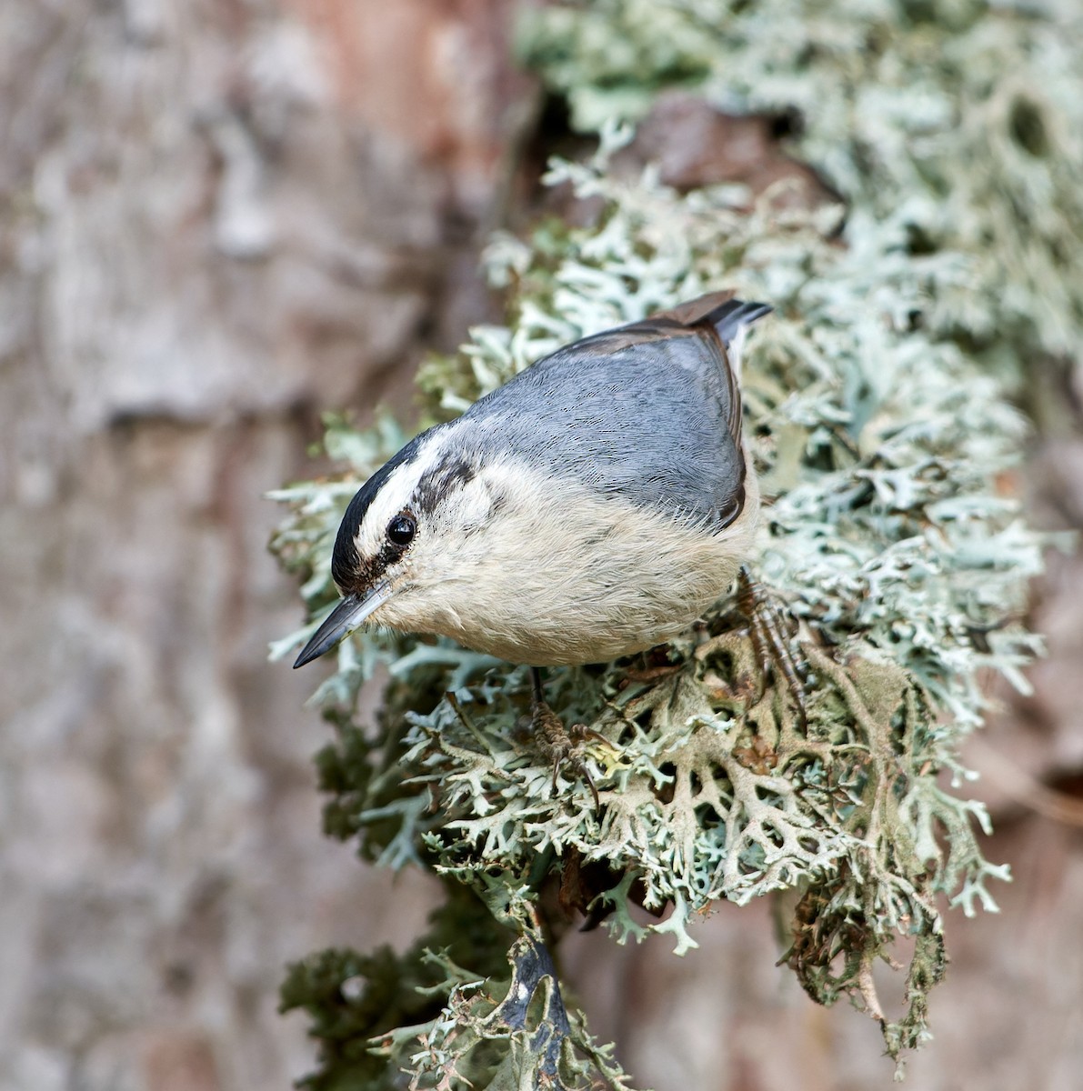 Corsican Nuthatch - ML610464392