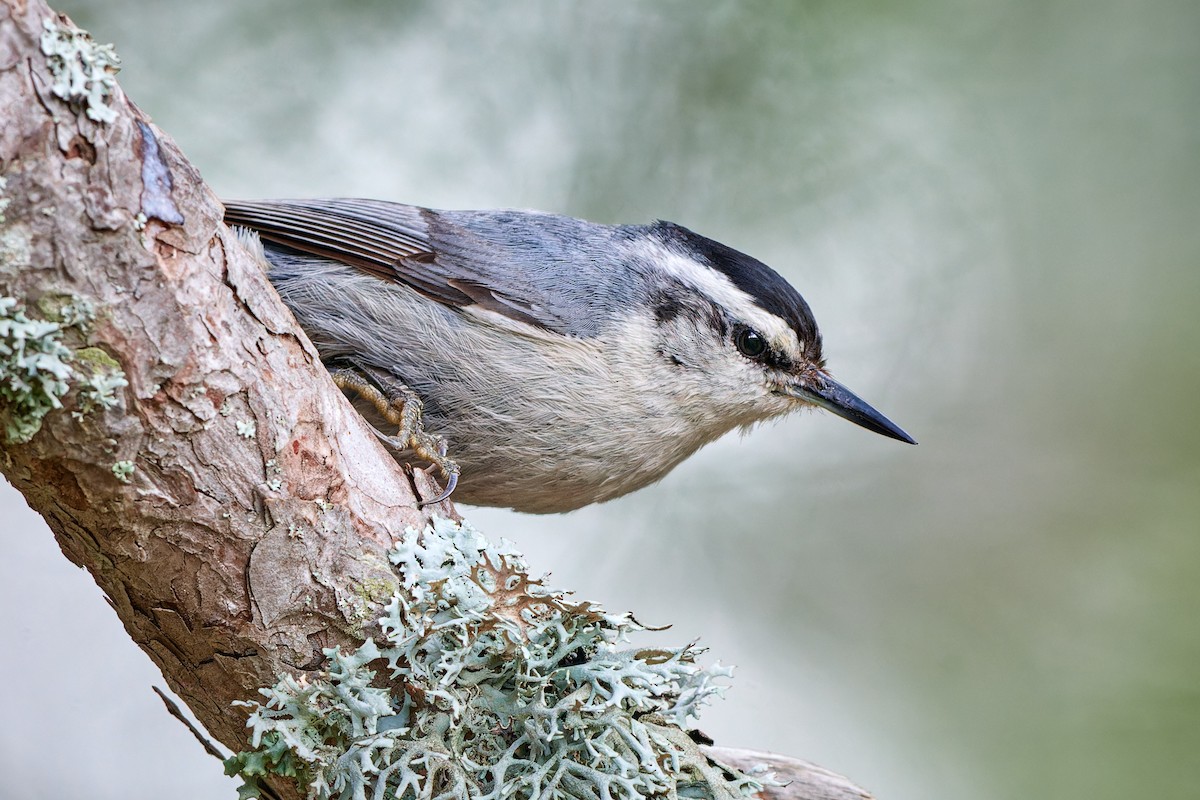 Corsican Nuthatch - ML610464394