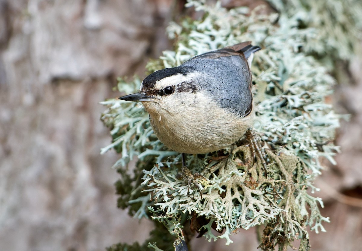 Corsican Nuthatch - ML610464395