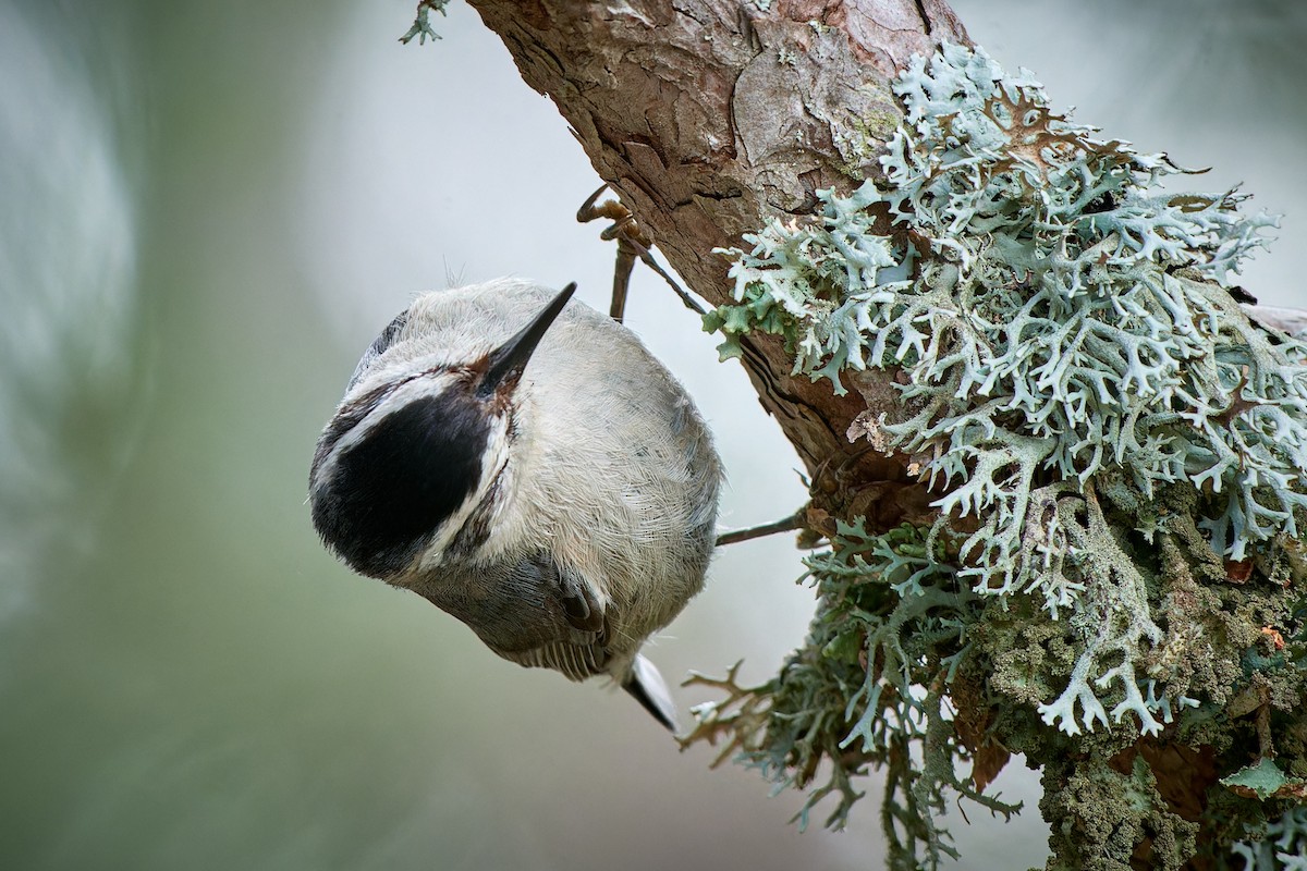 Corsican Nuthatch - ML610464396