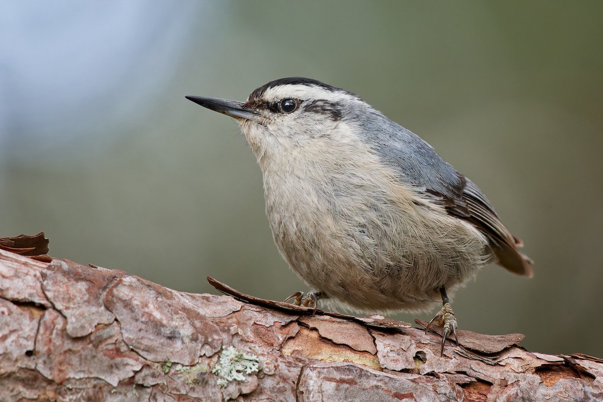 Corsican Nuthatch - ML610464397