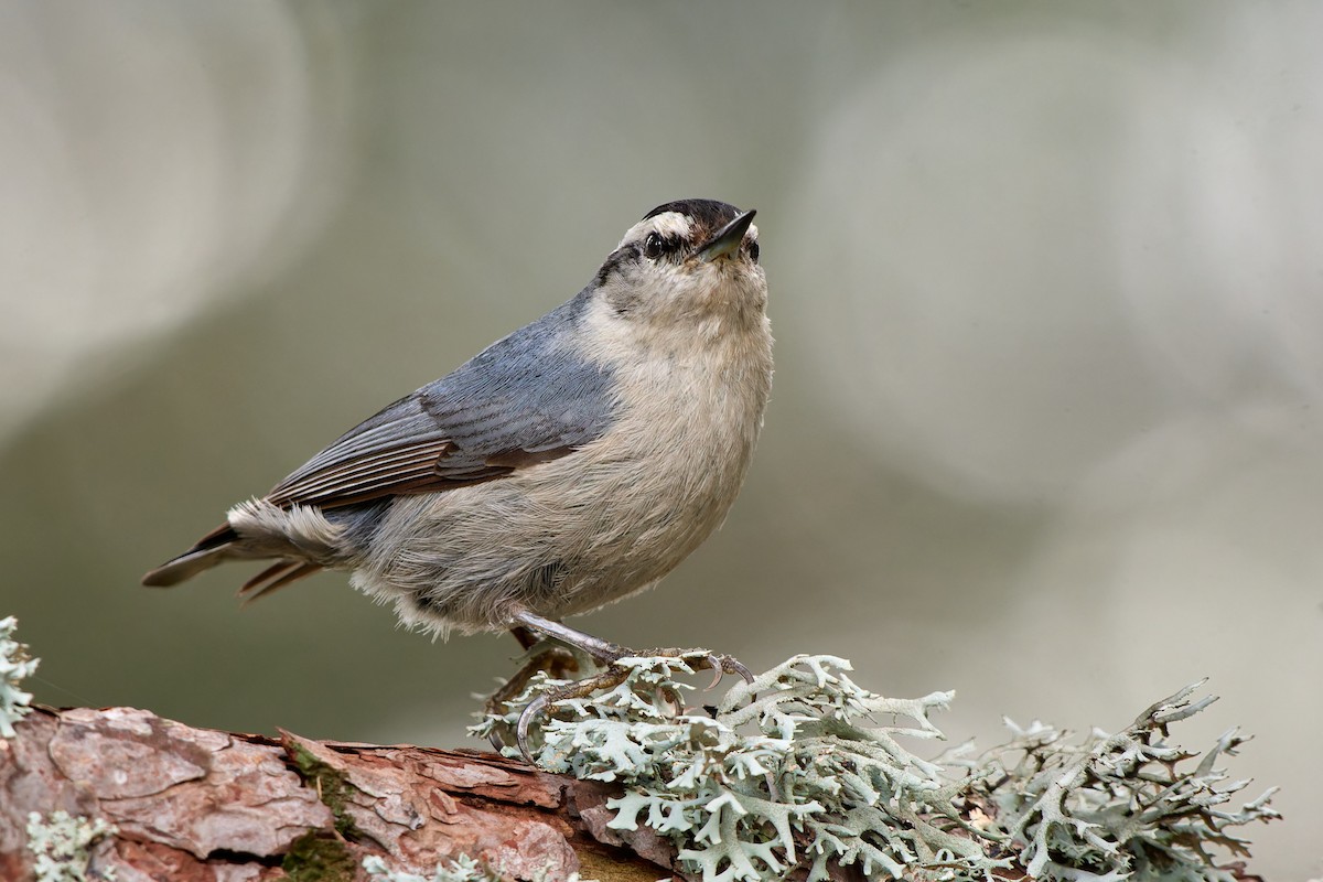 Corsican Nuthatch - ML610464398