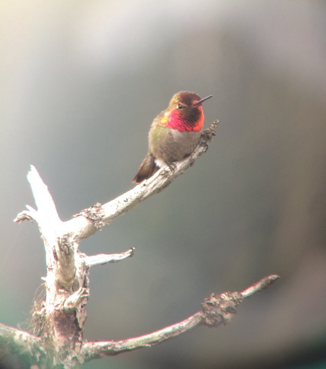Anna's x Rufous Hummingbird (hybrid) - ML61046441