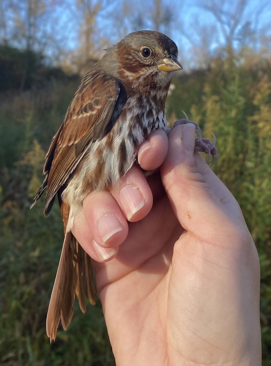 Fox Sparrow (Red) - ML610464447