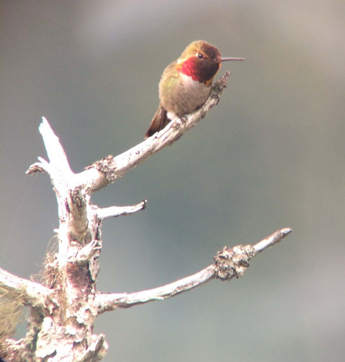 Anna's x Rufous Hummingbird (hybrid) - ML61046451