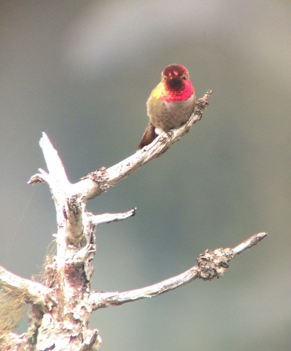 Anna's x Rufous Hummingbird (hybrid) - ML61046461