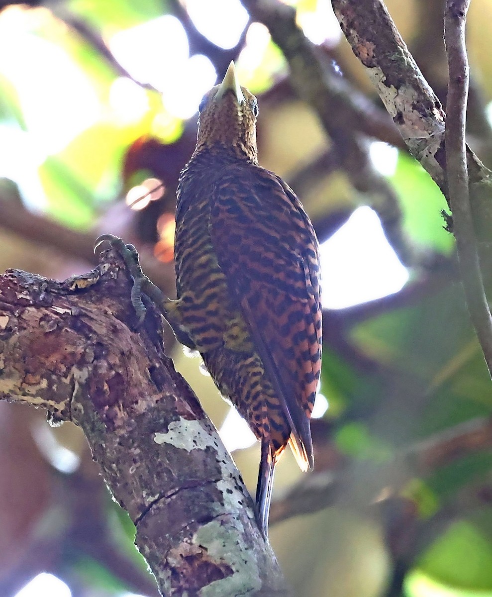 Waved Woodpecker (Waved) - ML610464835