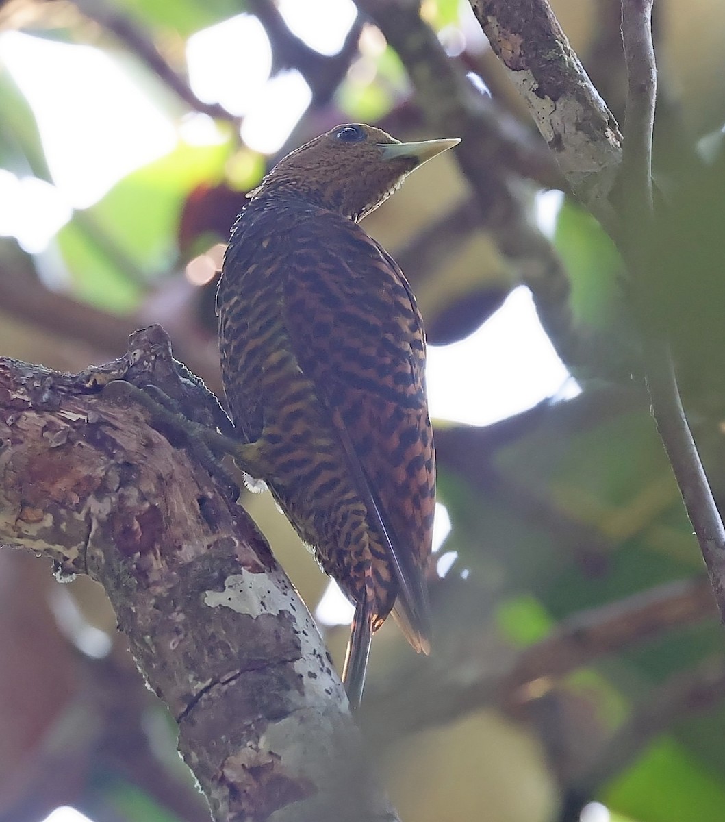 Waved Woodpecker (Waved) - ML610464836