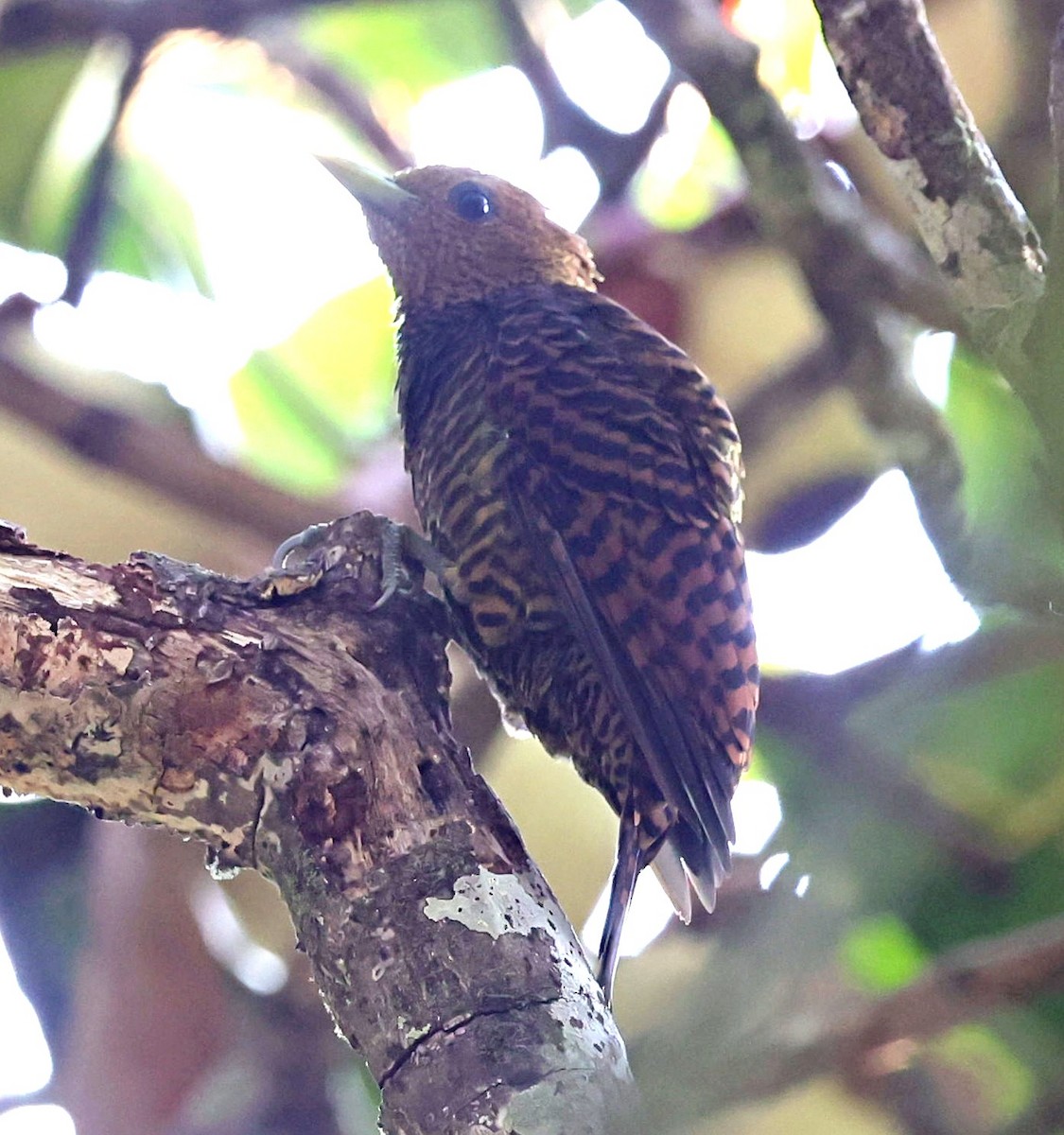 Waved Woodpecker (Waved) - ML610464837