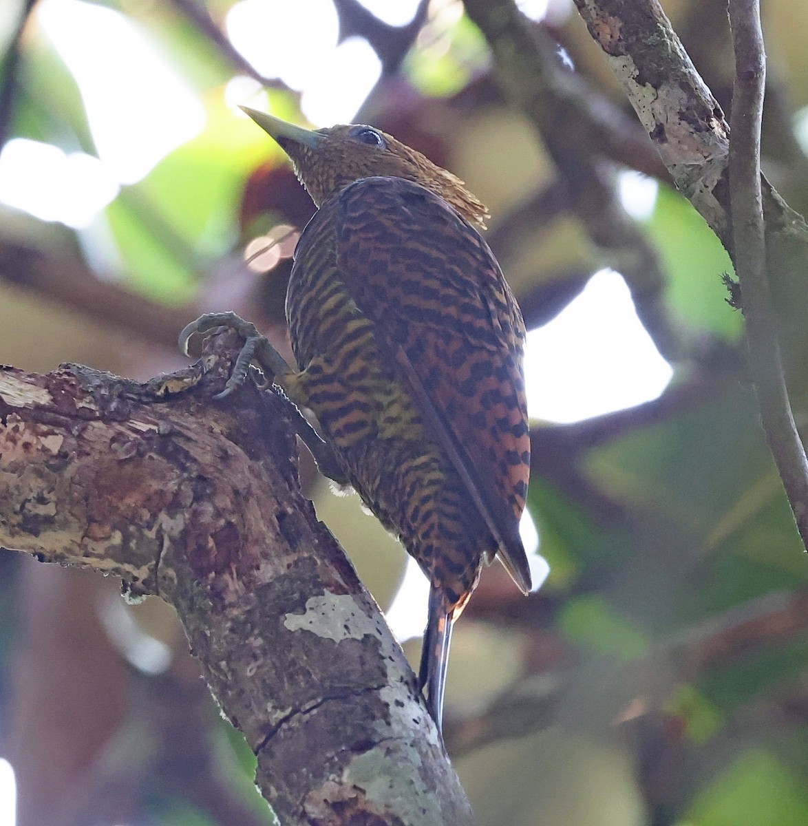 Waved Woodpecker (Waved) - ML610464839