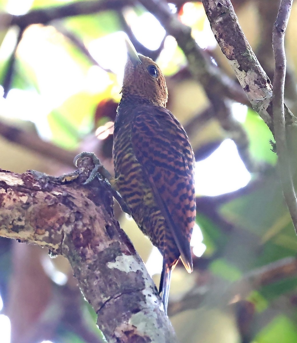 Waved Woodpecker (Waved) - ML610464841