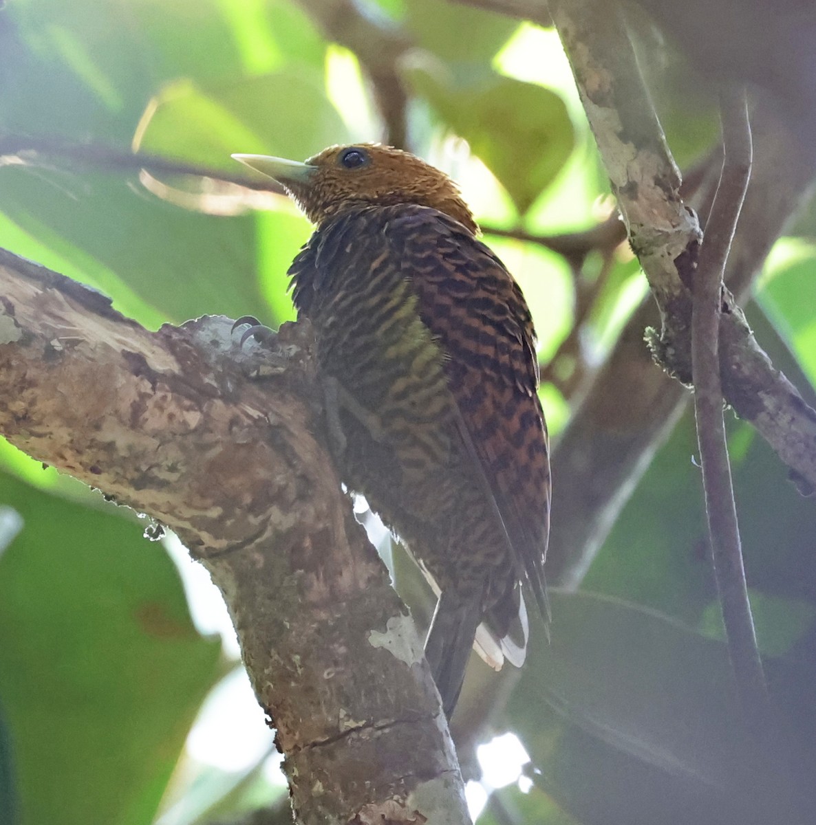 Waved Woodpecker (Waved) - ML610464842