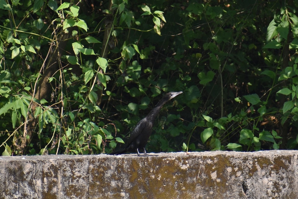 Little Cormorant - Samakshi Tiwari