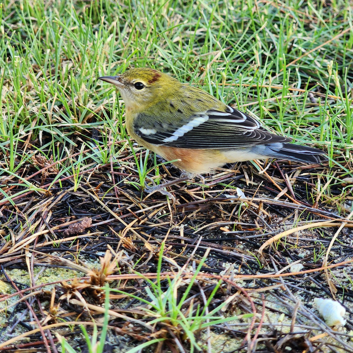Bay-breasted Warbler - ML610465386