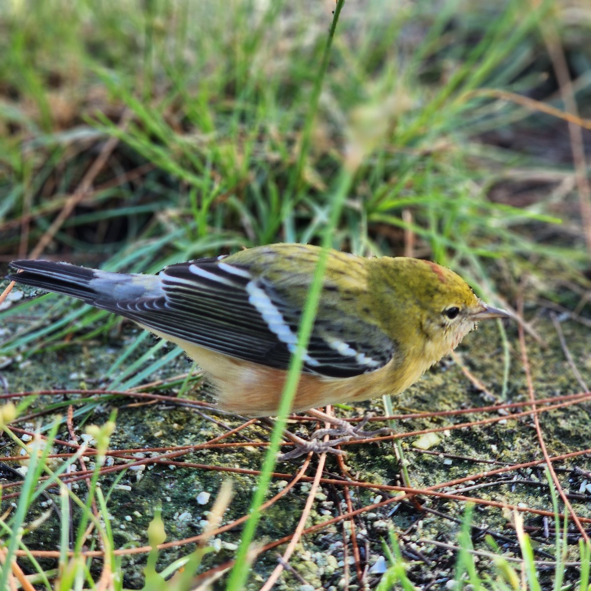 Bay-breasted Warbler - ML610465390