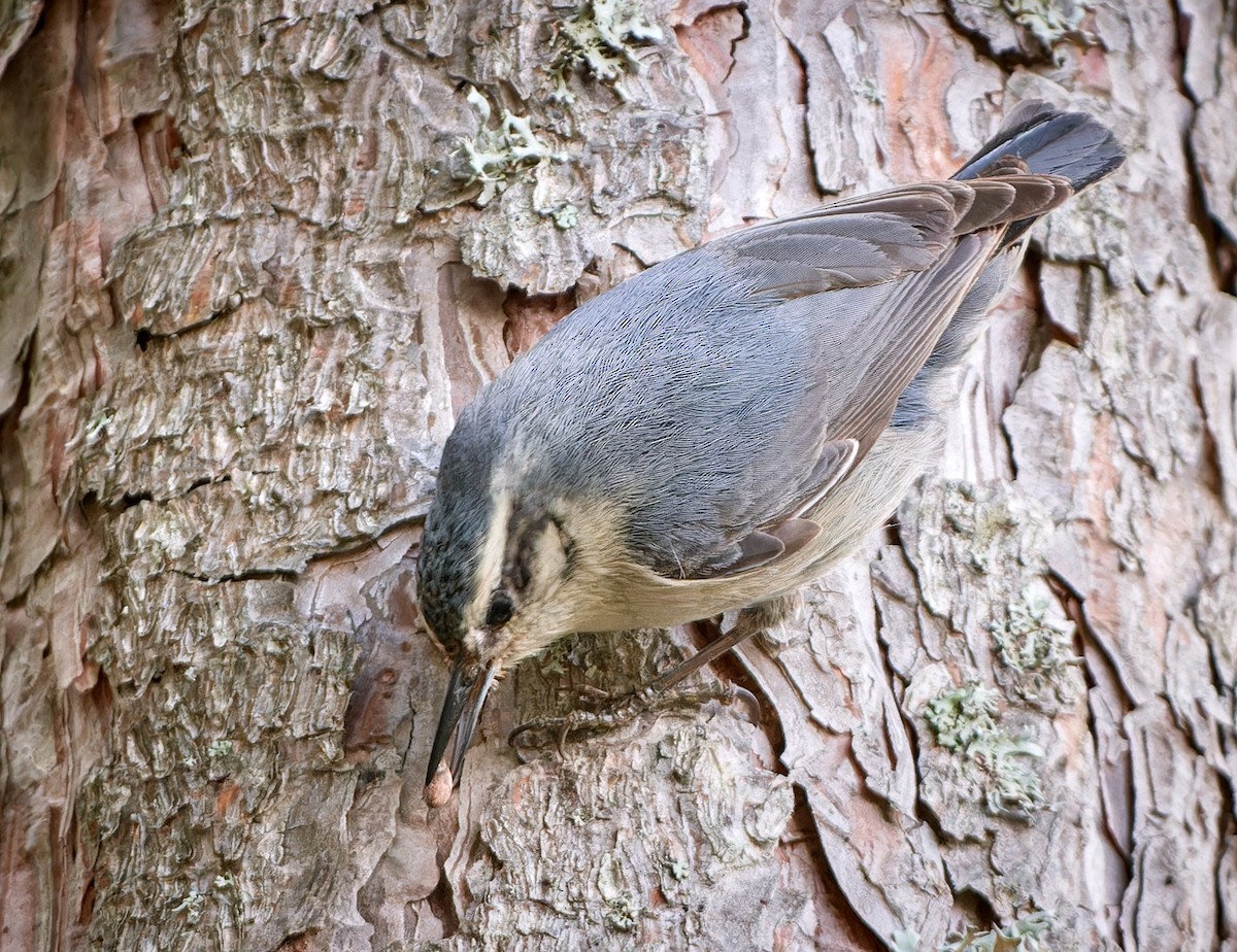 Corsican Nuthatch - ML610465431