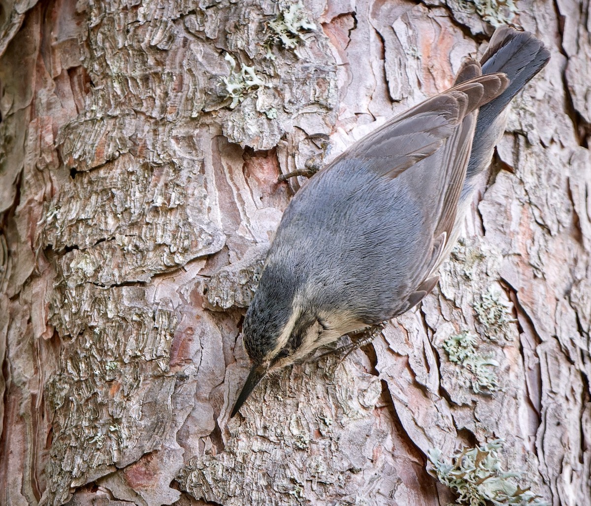 Corsican Nuthatch - ML610465432