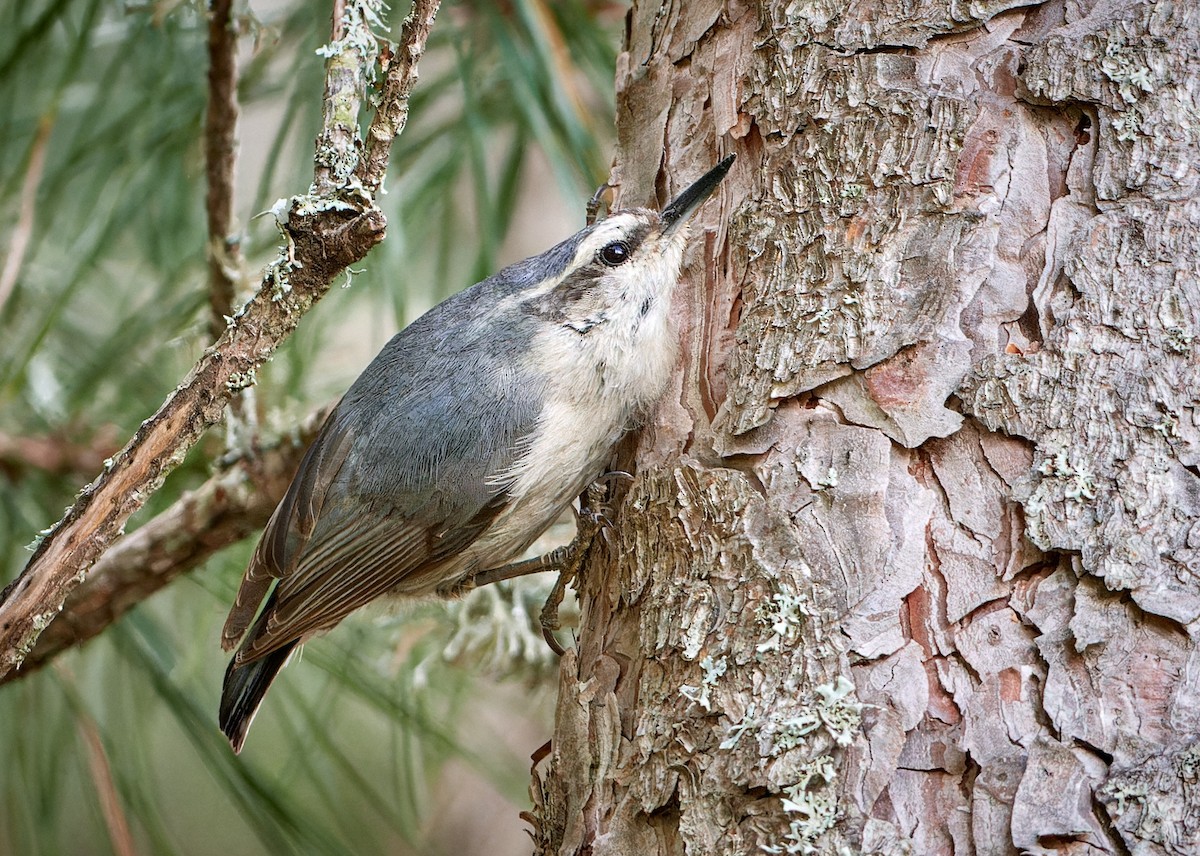 Corsican Nuthatch - ML610465433