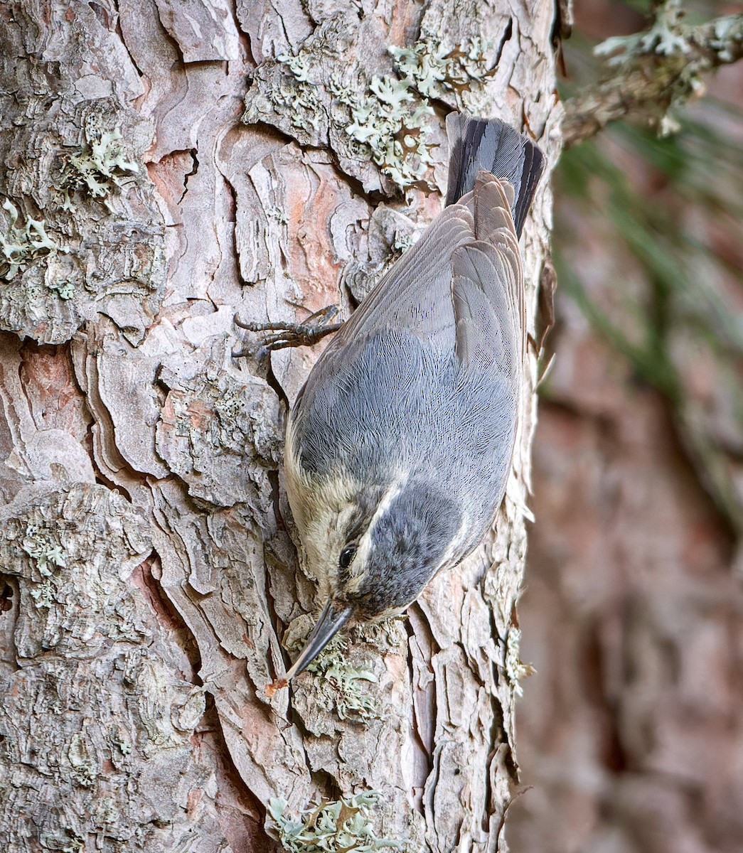 Corsican Nuthatch - ML610465435