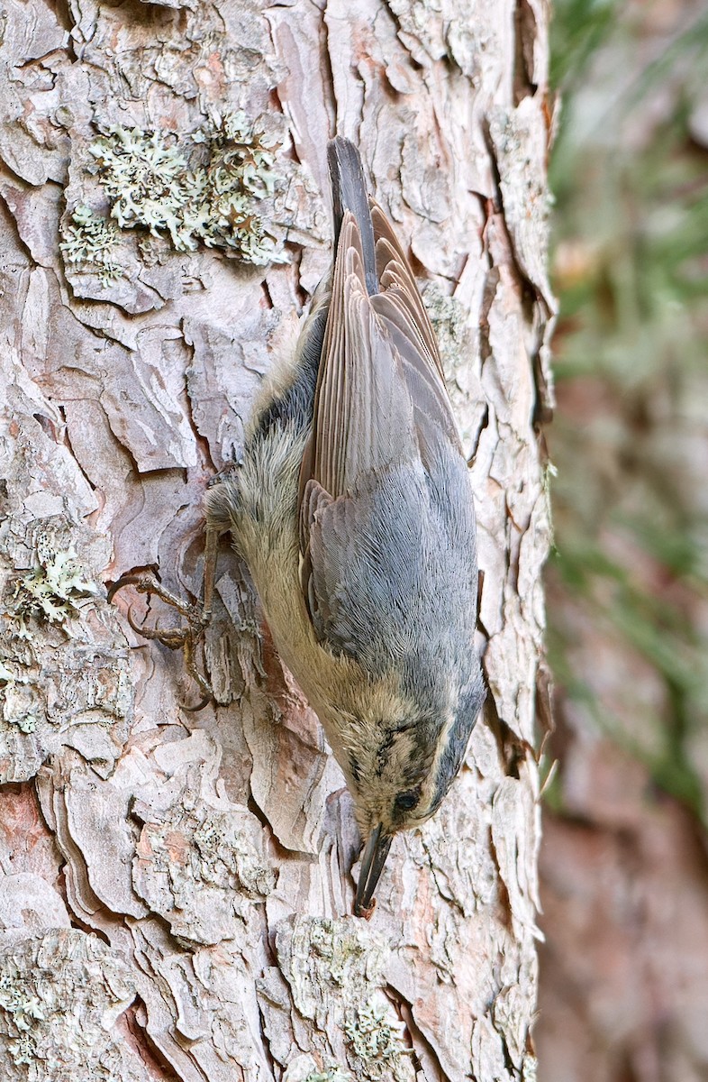 Corsican Nuthatch - ML610465515