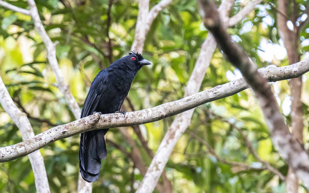 Black Magpie (Bornean) - ML610465968