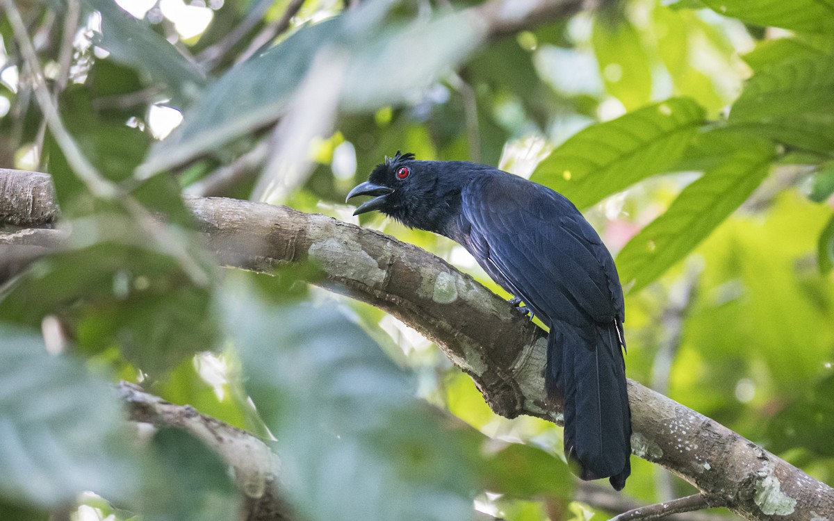 Black Magpie (Bornean) - ML610465969
