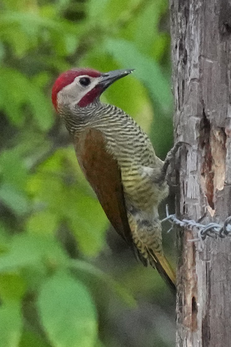 Golden-olive Woodpecker - ML610466241