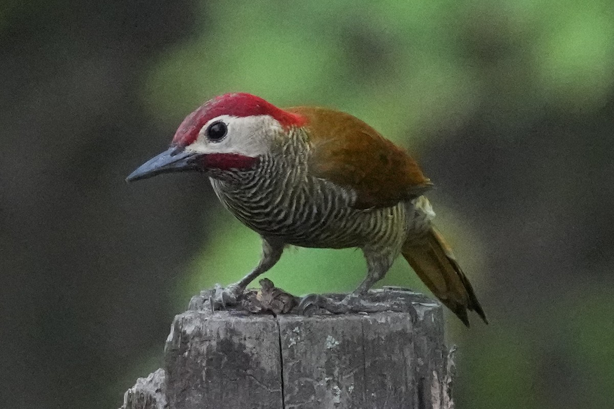 Golden-olive Woodpecker - ML610466243