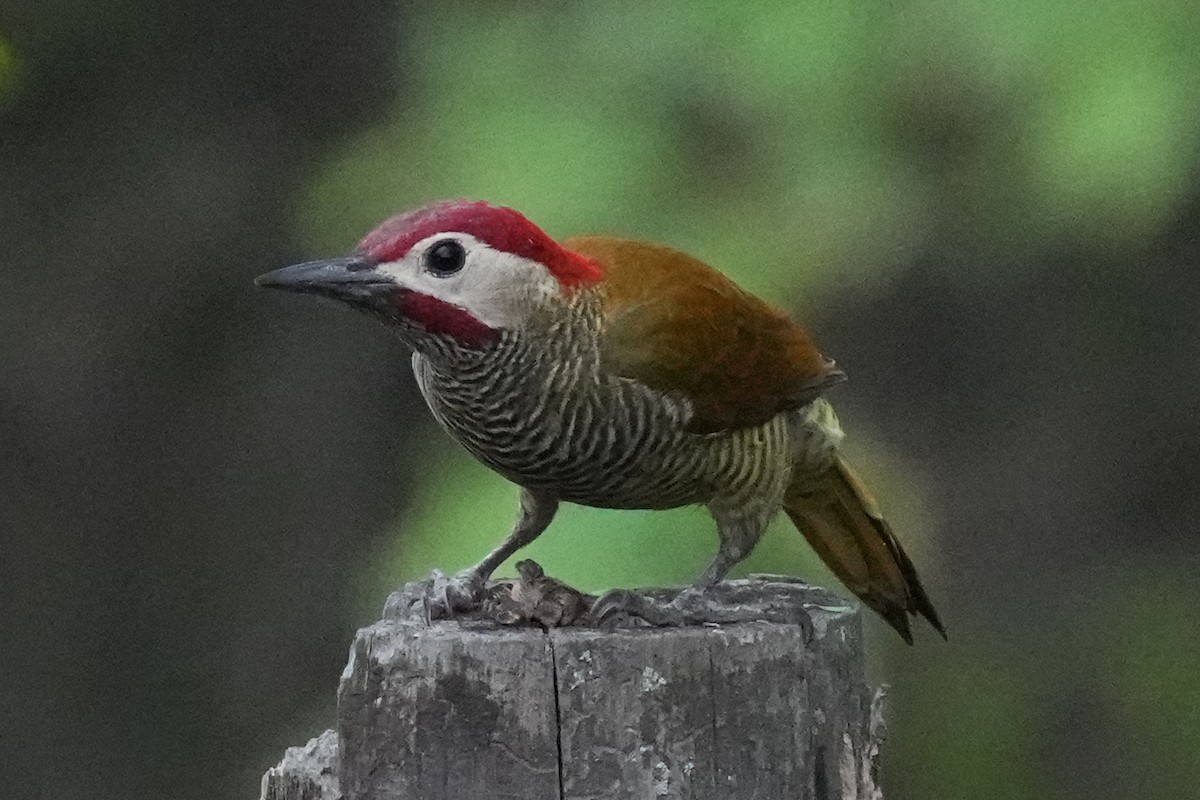 Golden-olive Woodpecker - ML610466244