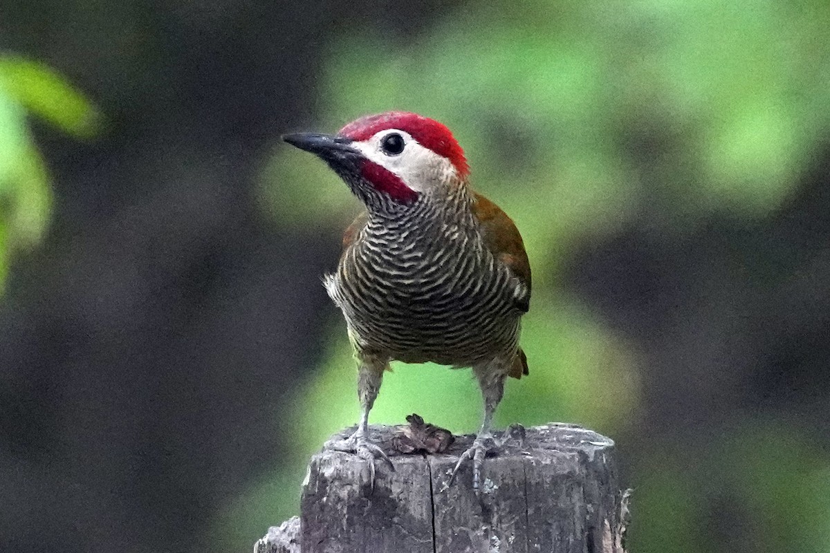 Golden-olive Woodpecker - ML610466245
