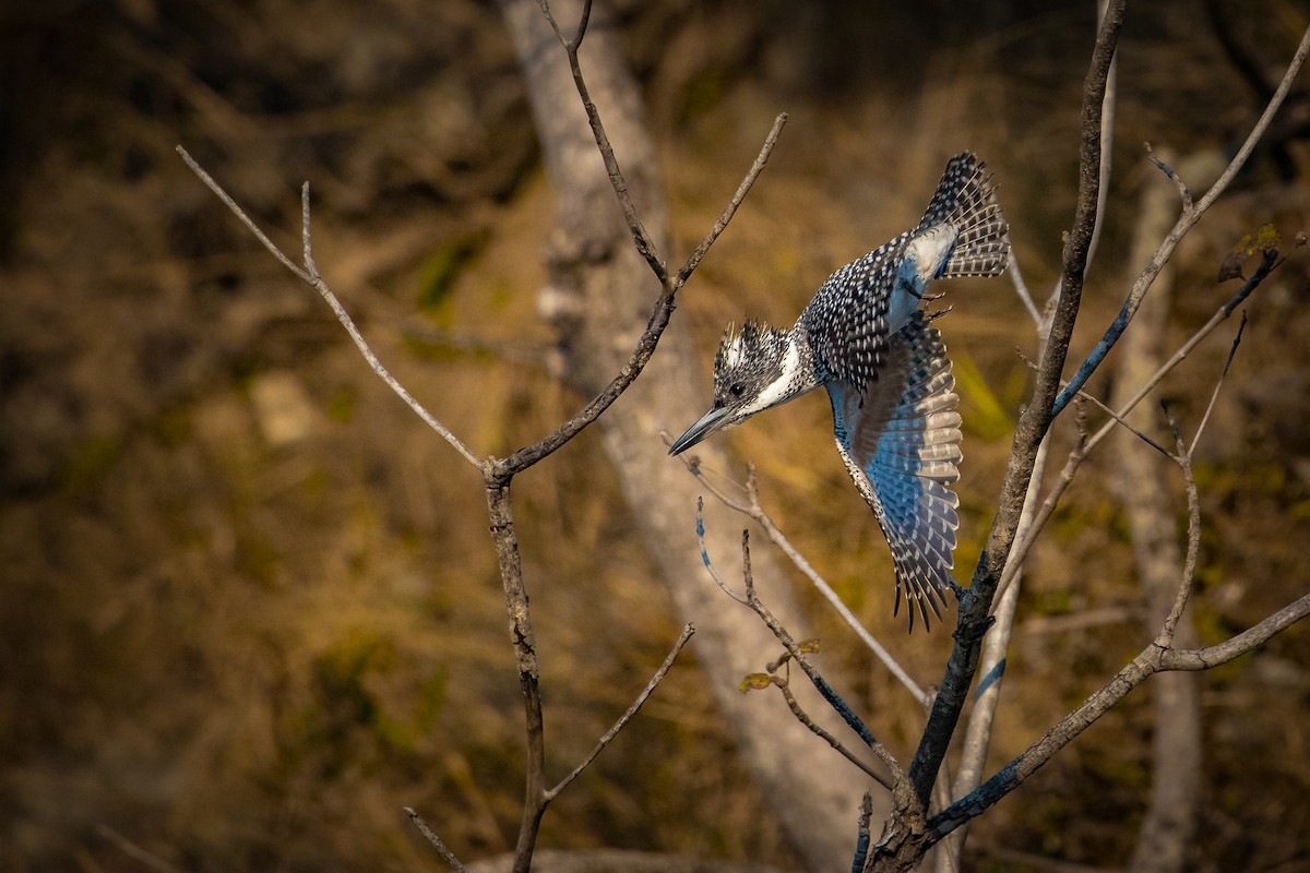 Crested Kingfisher - ML610466326