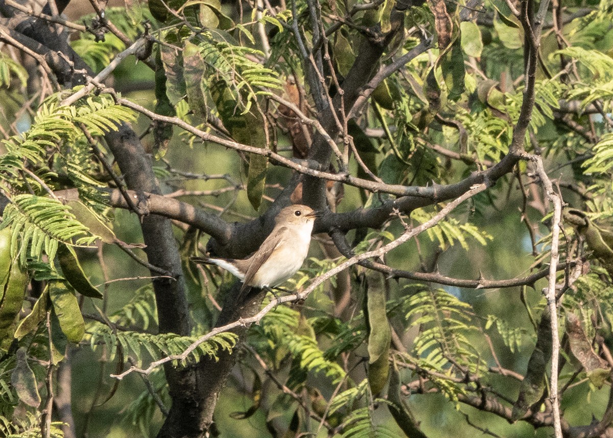 Taiga Flycatcher - ML610466981