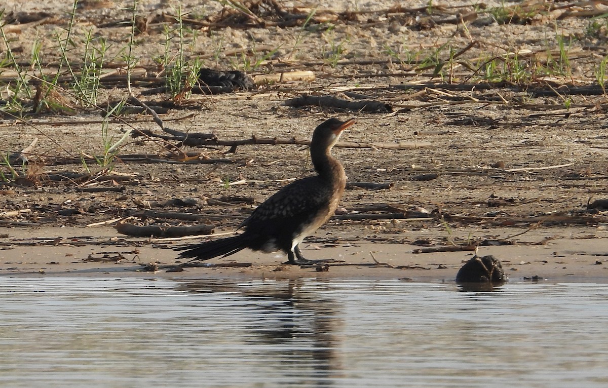 Long-tailed Cormorant - ML610467117