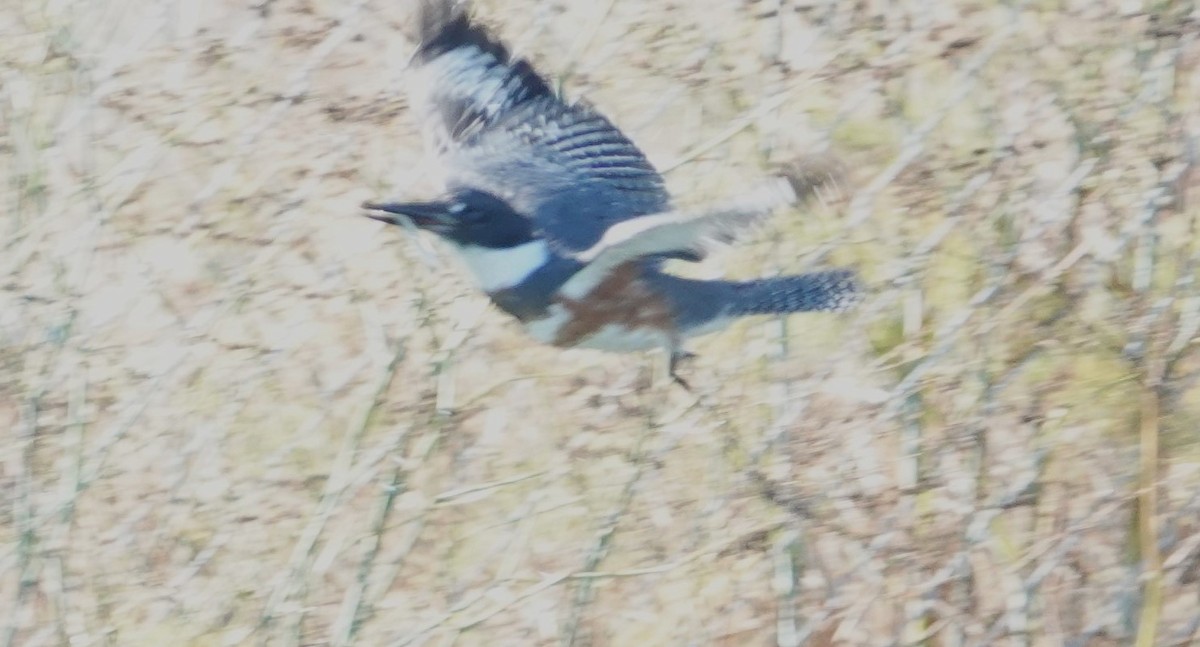 Belted Kingfisher - ML610467309