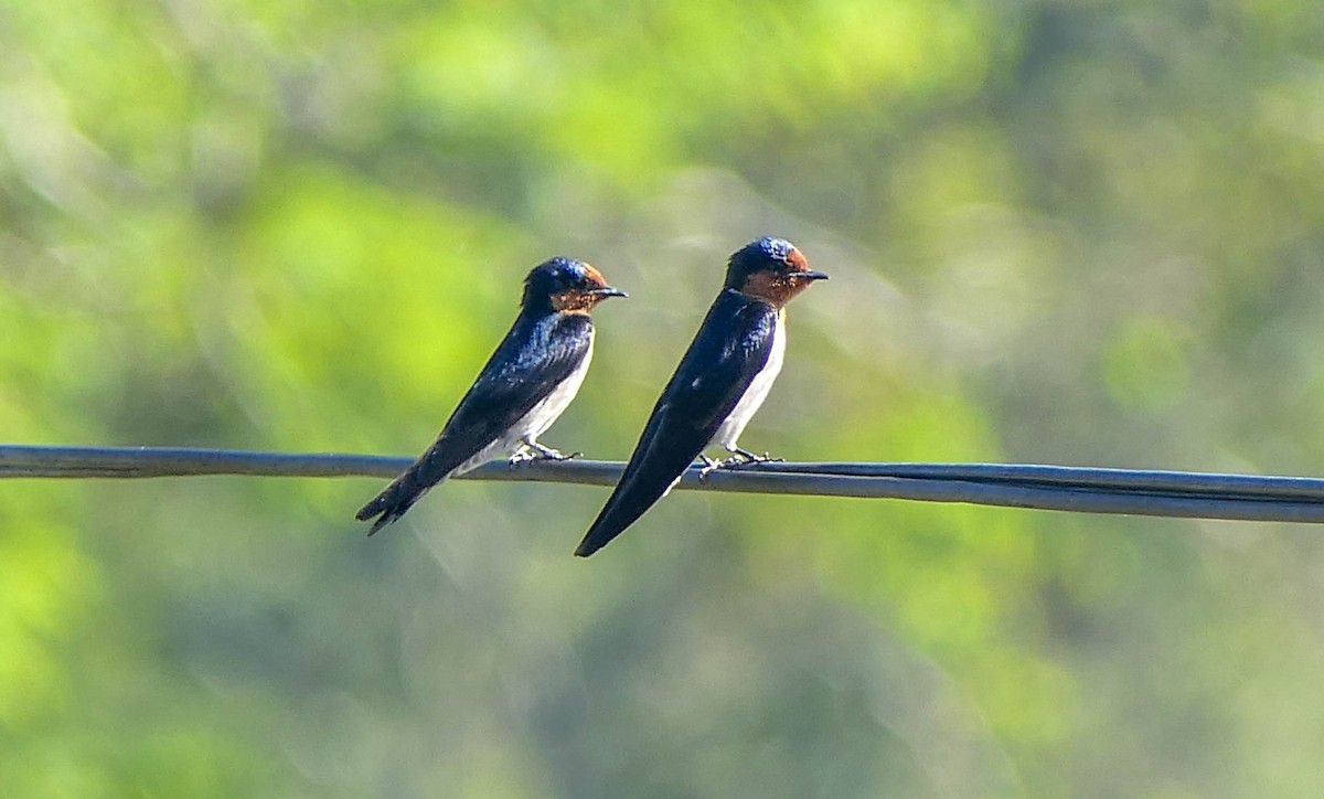 Pacific Swallow - ML610467330