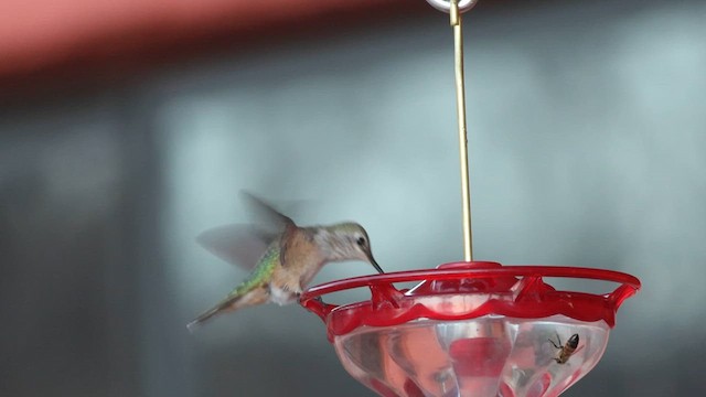 Broad-tailed Hummingbird - ML610467456
