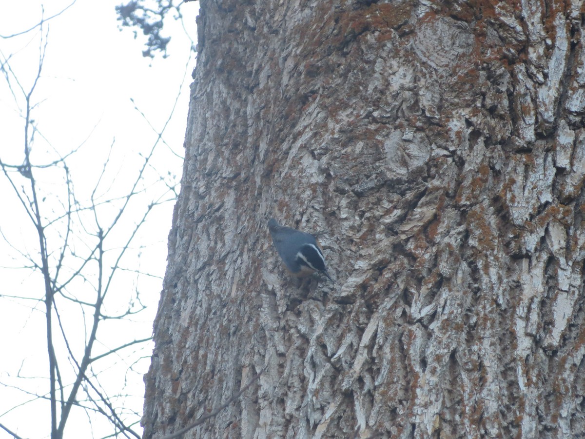 Red-breasted Nuthatch - ML610467597