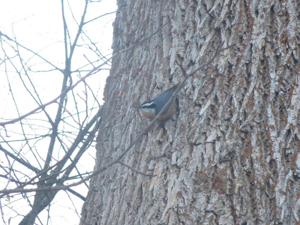 Red-breasted Nuthatch - ML610467598