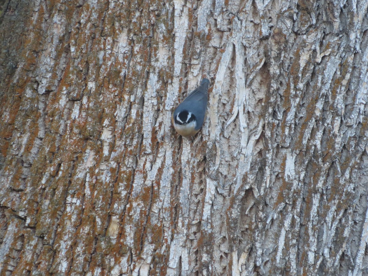 Red-breasted Nuthatch - ML610467599