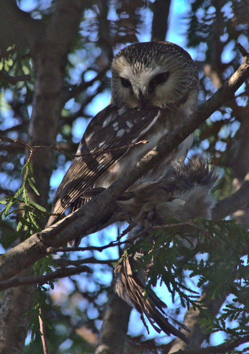 Northern Saw-whet Owl - Caleb Scholtens