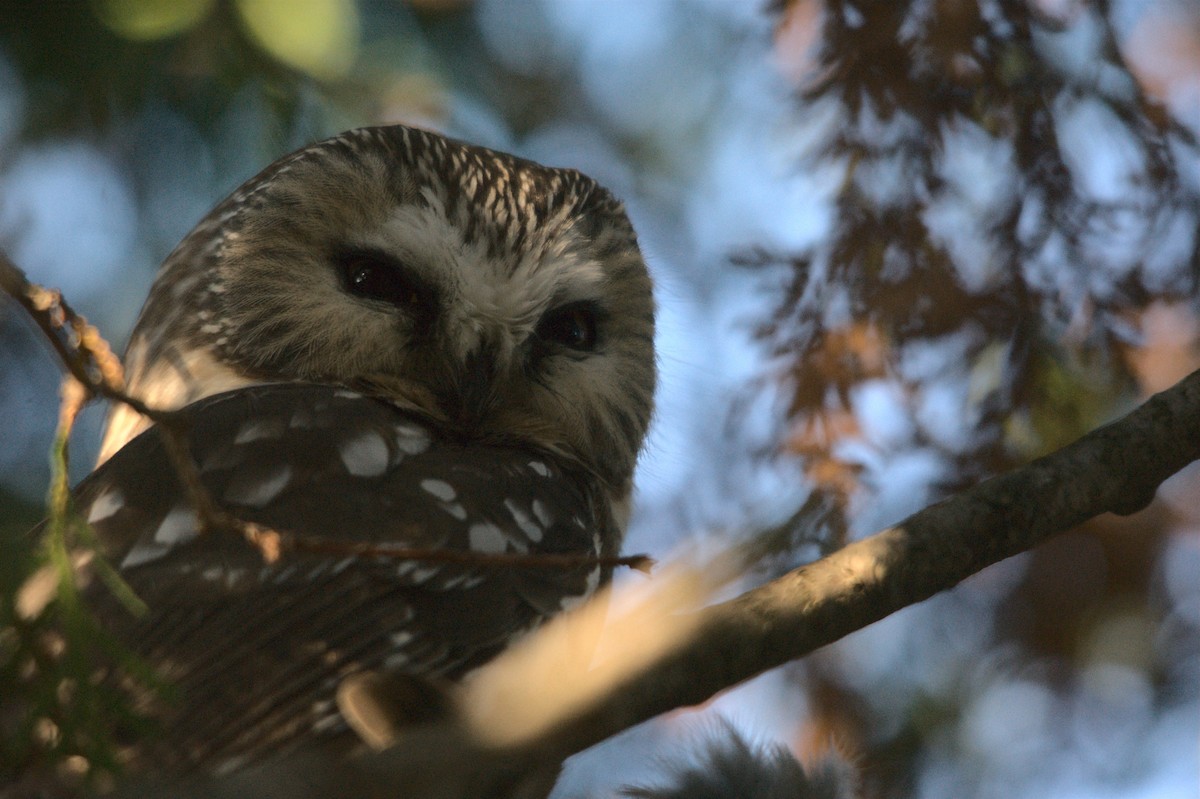 Northern Saw-whet Owl - Caleb Scholtens