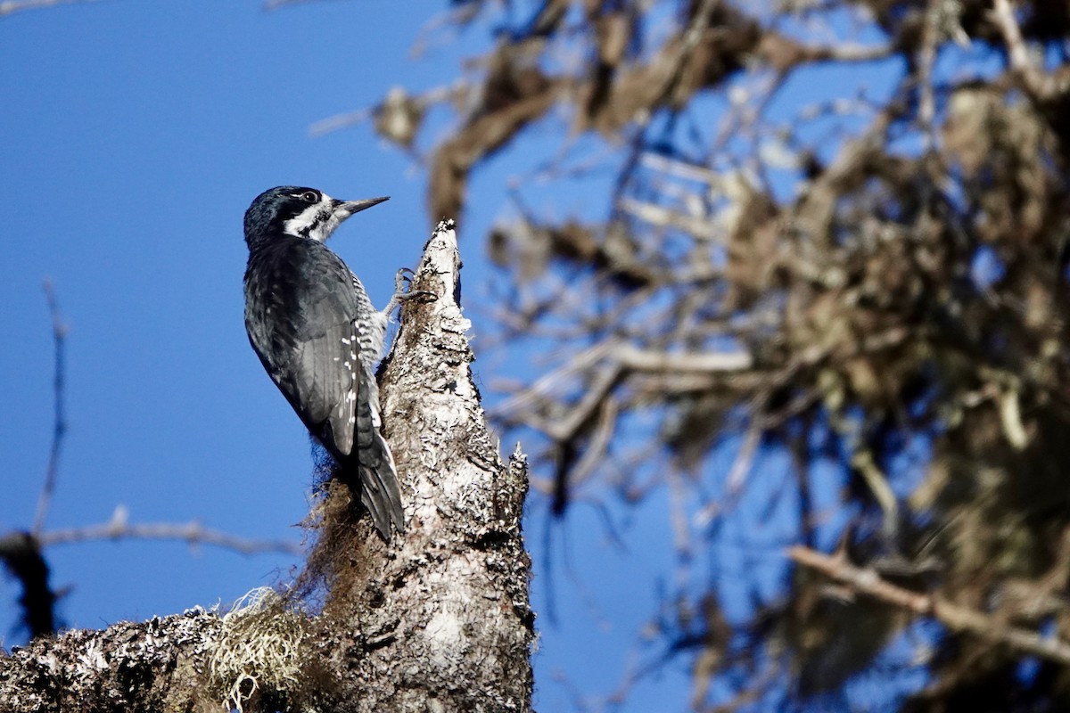 Black-backed Woodpecker - ML610468257