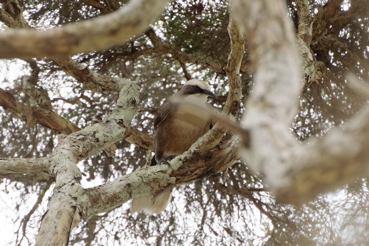 Gray-crowned Babbler - ML610468560