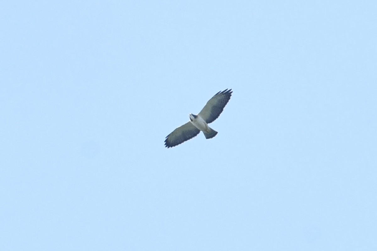 Short-tailed Hawk - ML610468834