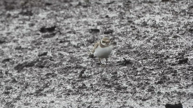 Common Ringed Plover - ML610469030