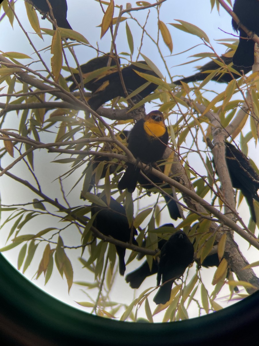 Yellow-headed Blackbird - ML610469443